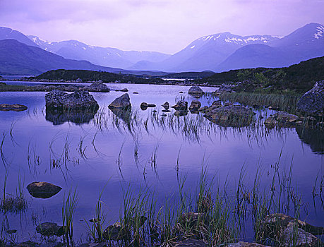 苏格兰,高地,兰诺克沼泽,平和,风景,场景