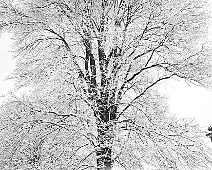 树,白色