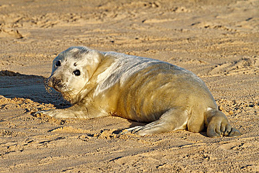 灰海豹,幼仔,休息,沙滩,诺福克,英格兰,英国,欧洲