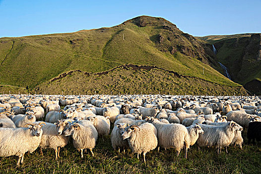羊群,靠近,绿色,山,背影,南方,冰岛,欧洲