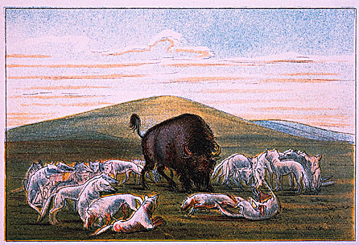 受伤,水牛,雄性动物,围绕,白色,狼,彩色,绘画
