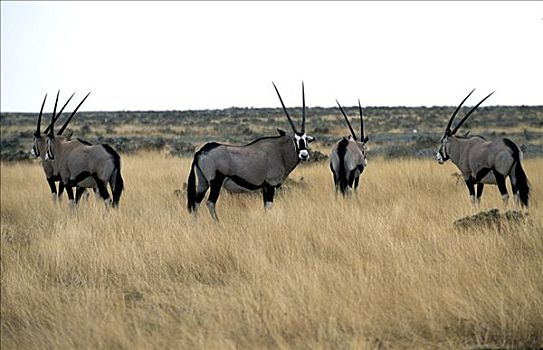 长角羚羊,埃托沙国家公园,纳米比亚,非洲