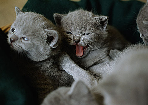 灰色,卡尔特猫,小猫