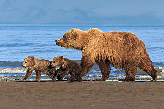 棕熊,母熊,幼兽,克拉克湖,国家公园,阿拉斯加,美国