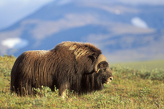 麝牛,雄性动物,站立,苔原,夏末,半岛,靠近,北极,阿拉斯加