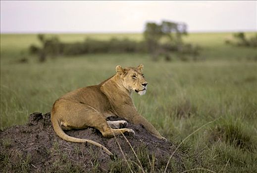 雌狮,狮子,坐,马赛马拉国家保护区,肯尼亚
