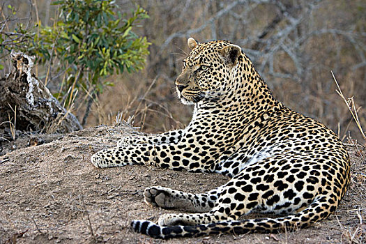 豹,倚靠,禁猎区,南非