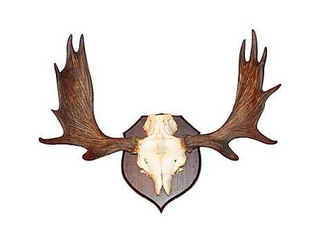 鹿角图片-鹿角图片大全-鹿角图片下载-全景网