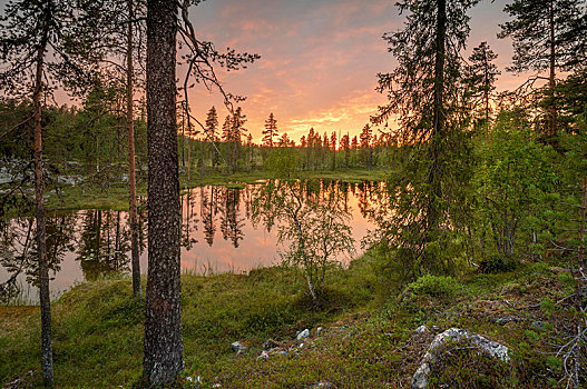 日落,湿地,树,反射,湖,粉色,云,芬兰,欧洲