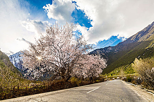 桃花公路