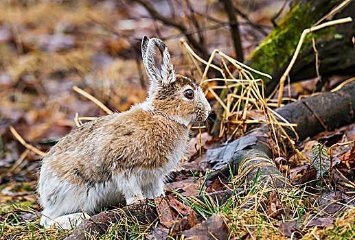 雪兔,兔属,安大略省,加拿大