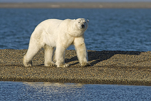 北极熊,公猪,走,海滩,觅食,早,秋天,岛屿,区域,北极圈,国家野生动植物保护区,阿拉斯加
