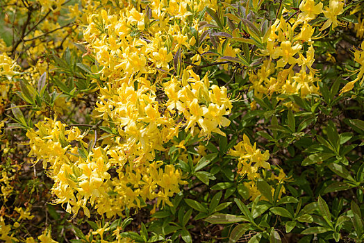 花,背景,黄色,杜鹃花属植物