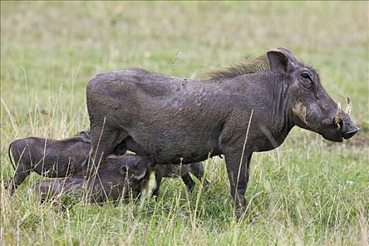 肯尼亚,纳罗克地区,马赛马拉,母猪,疣猪,四个,后代,马赛马拉国家保护区