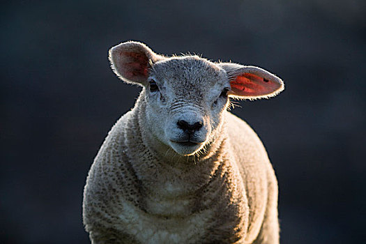 羊羔,头像,岛,设得兰群岛,苏格兰,英国