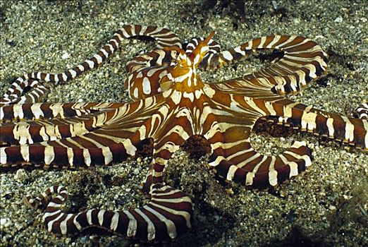 斑马,章鱼,米尔恩湾,巴布亚新几内亚