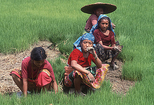 女人,移植,稻田,地点,户外,波卡拉,尼泊尔