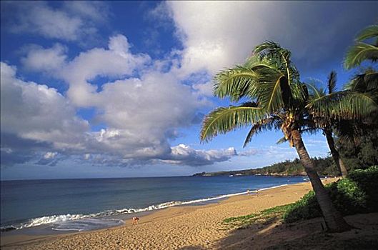 夏威夷,毛伊岛,卡帕鲁亚湾,海滩,白沙,岸边,手掌,蓝天