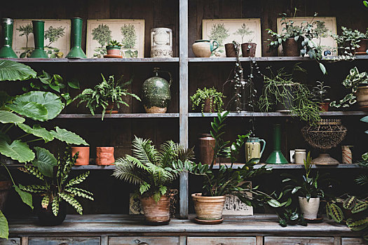 选择,室内植物,陶制器具,木质,架子