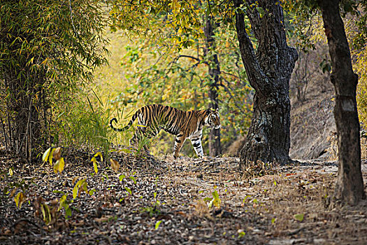 虎,班德哈维夫国家公园,中央邦,印度
