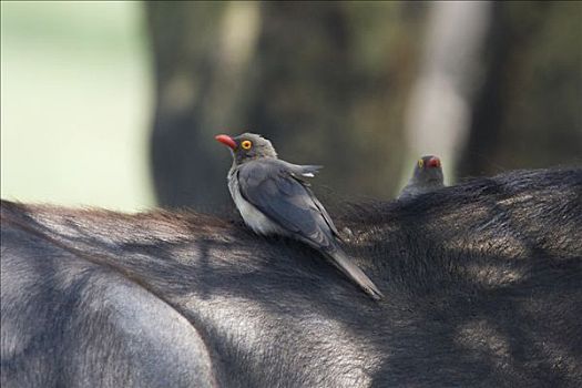 红嘴牛椋鸟,南非水牛,非洲水牛,肯尼亚