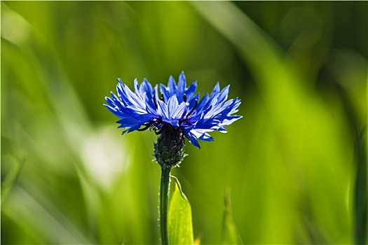 矢车菊