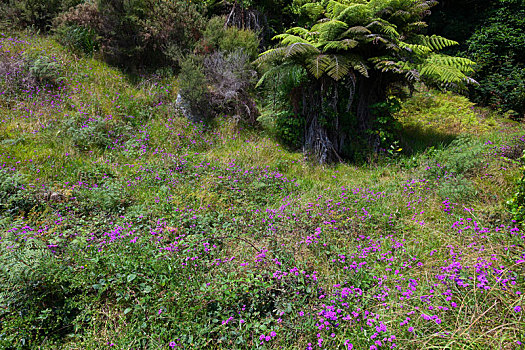 粉色,野花,盛开,靠近,新西兰
