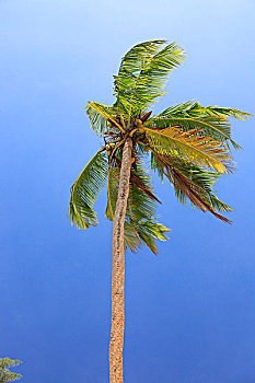 椰树,椰,马埃岛,塞舌尔,非洲,印度洋