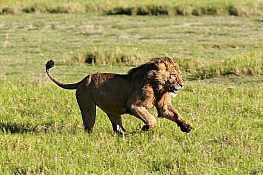 狮子,跑,恩戈罗恩戈罗火山口,恩格罗恩格罗,保护区,坦桑尼亚,非洲
