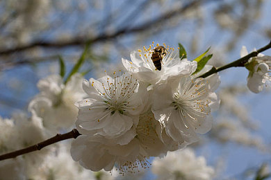 花团锦簇的图片