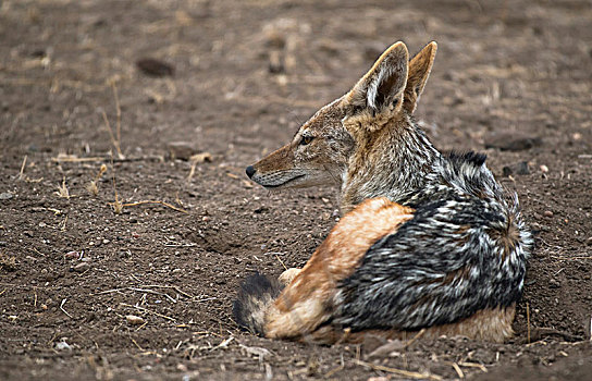 黑背狐狼,黑背豺,坐,地上,马沙图禁猎区,博茨瓦纳,非洲