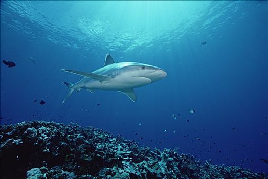 白边真鲨,脚,深,巴布亚新几内亚