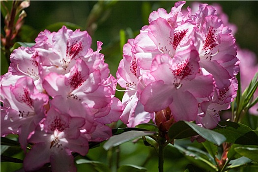 杜鹃花属植物