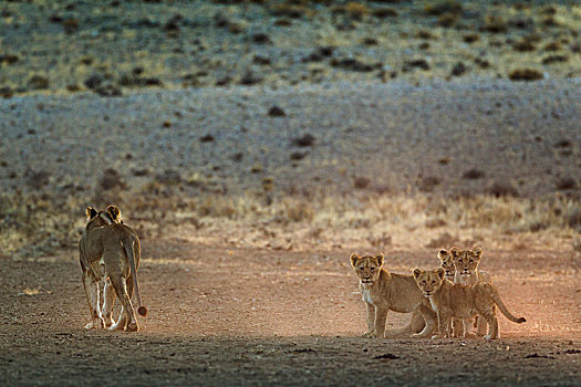 狮子,女性,四个,幼兽,早晨,亮光,卡拉哈里沙漠,卡拉哈迪大羚羊国家公园,南非,非洲
