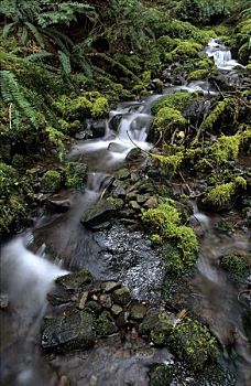 小溪,苔藓,垫,温带雨林,雷尼尔山国家公园,华盛顿