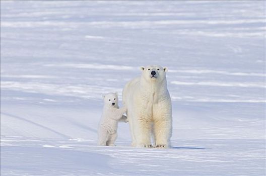北极熊,母熊,窝,北极圈,海岸