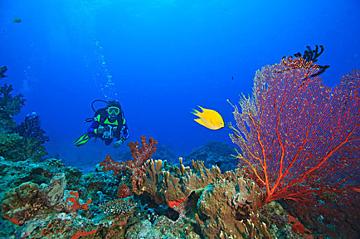 潜水,大,珊瑚海扇,黄色,雀鲷,靠近,贝卡岛,南方,维提岛,斐济,南太平洋