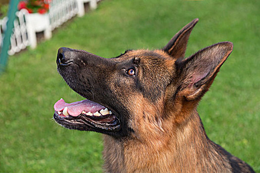 德国牧羊犬,狗,头像