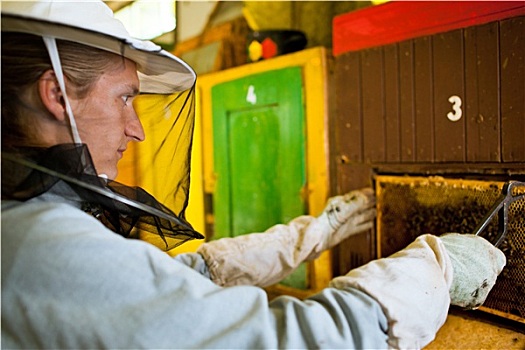 养蜂人,工作,蜂场