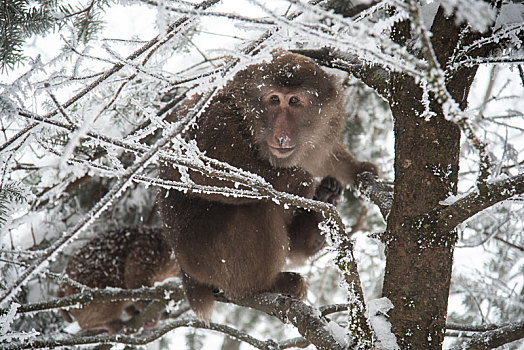 雪中藏酋猴