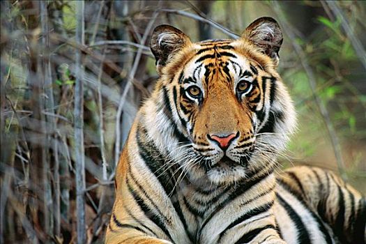 孟加拉虎,虎,肖像,班德哈维夫国家公园,中央邦,印度