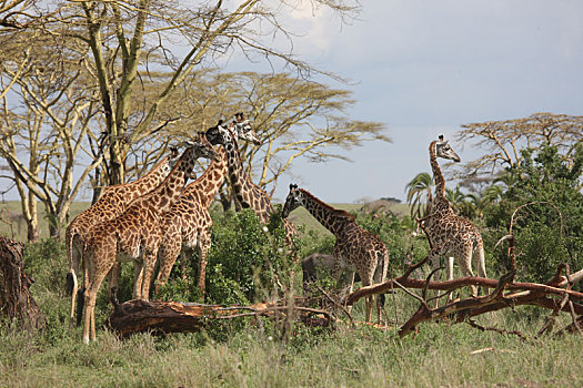 野生,长颈鹿,哺乳动物,非洲,大草原,肯尼亚