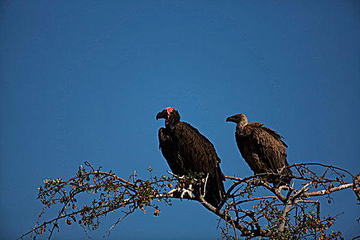 秃鹰,努比亚,埃托沙国家公园,纳米比亚,非洲
