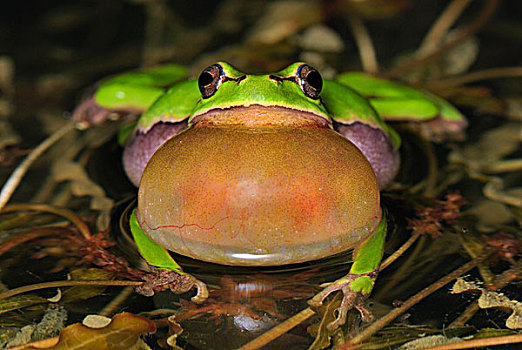 欧洲树蛙,无斑雨蛙,瑞士