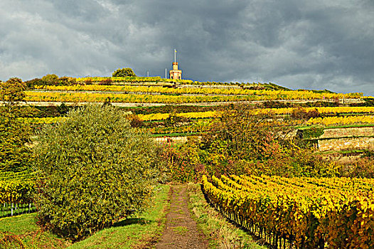 葡萄园,风景,靠近,坏,德国,葡萄酒,路线,莱茵兰普法尔茨州