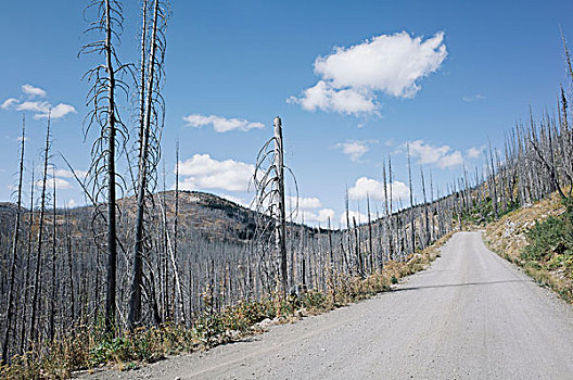 道路,损坏,树林,宽阔,野火,靠近,荒野,华盛顿