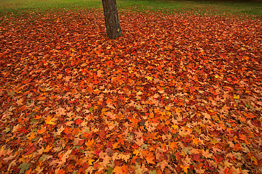 秋色,叶子,枫树,地上,靠近,树