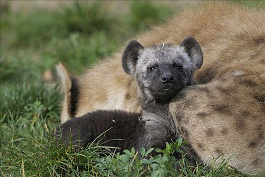 年轻,斑鬣狗,休息,父母