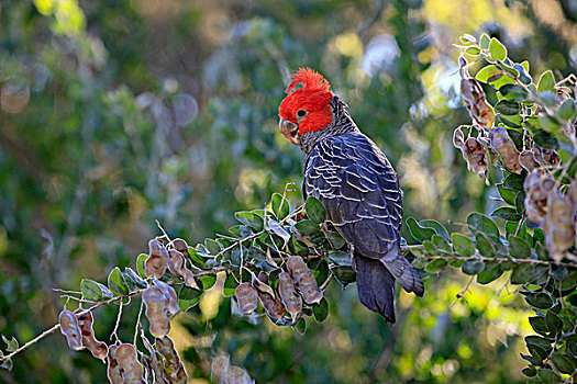 美冠鹦鹉,成年,雄性,栖息,树,新南威尔士,澳大利亚