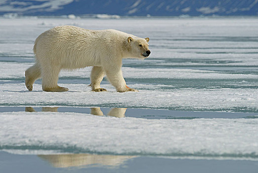 北极熊,小动物,跑,冰,斯瓦尔巴特群岛,挪威,北极,欧洲